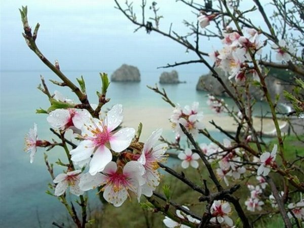 Крымчан приглашают поучаствовать в фотоконкурсе «Твоя Крымская весна»