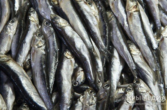 В Крыму создали госпредприятие по добыче и переработке рыбы