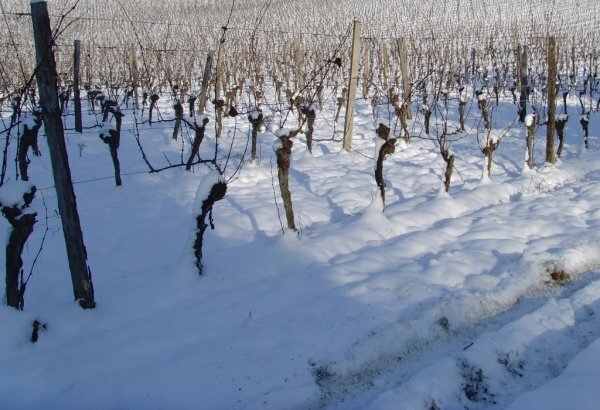 Заморозки повредили в Крыму виноградники и персиковые сады