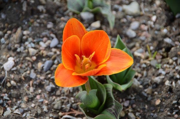 В Никитском саду цветут первые тюльпаны (ФОТО)